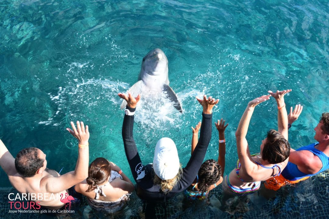 Dolfijnen Encounter
