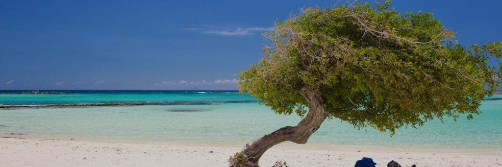 De karakteristieke scheve fofotiboom op het witte zand van Eagle Beach op Aruba