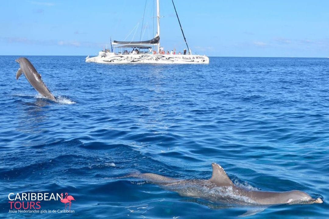 Catamaran Snorkel Tour