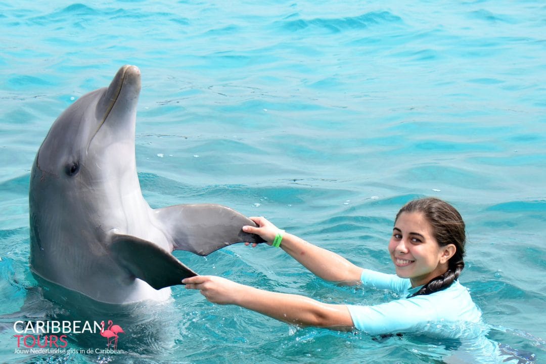 Zwemmen met dolfijnen
