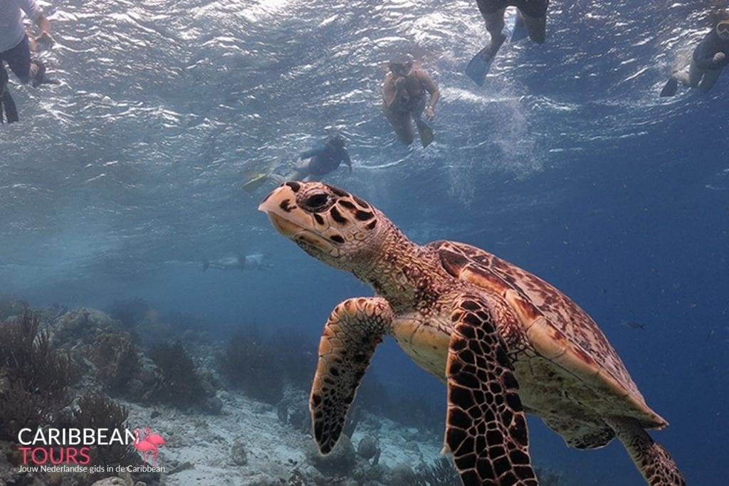 Bonaire Snorkel Tour, Foto 3