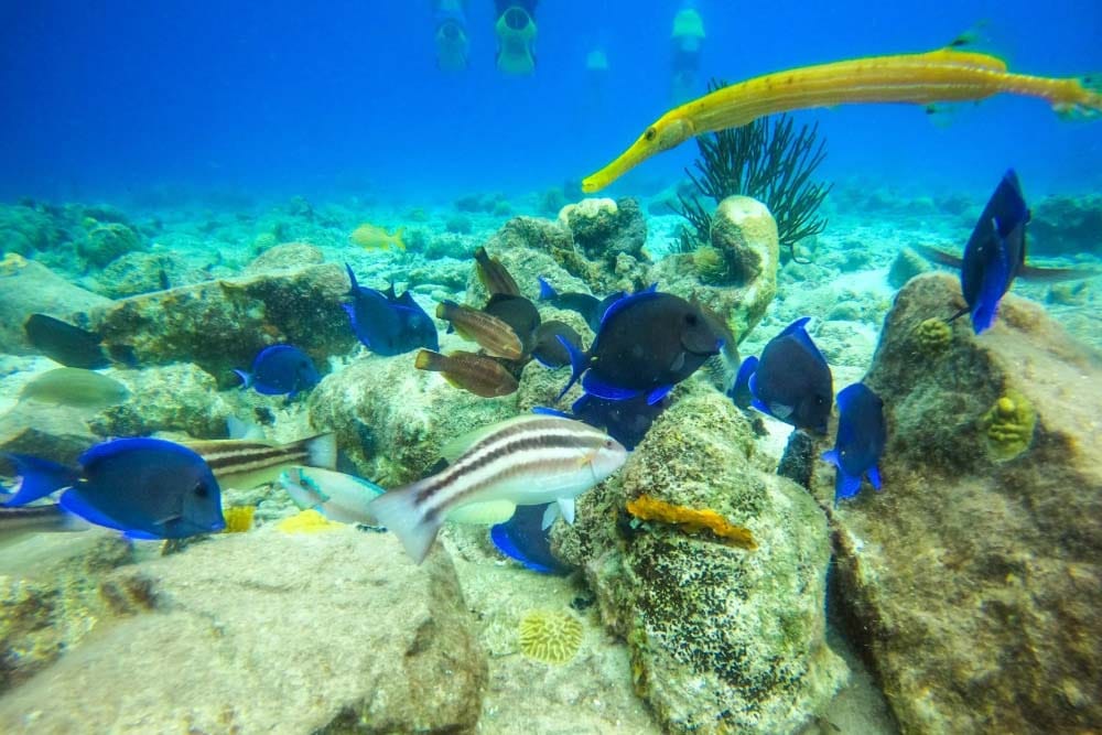 Aquafari onderwaterscooter