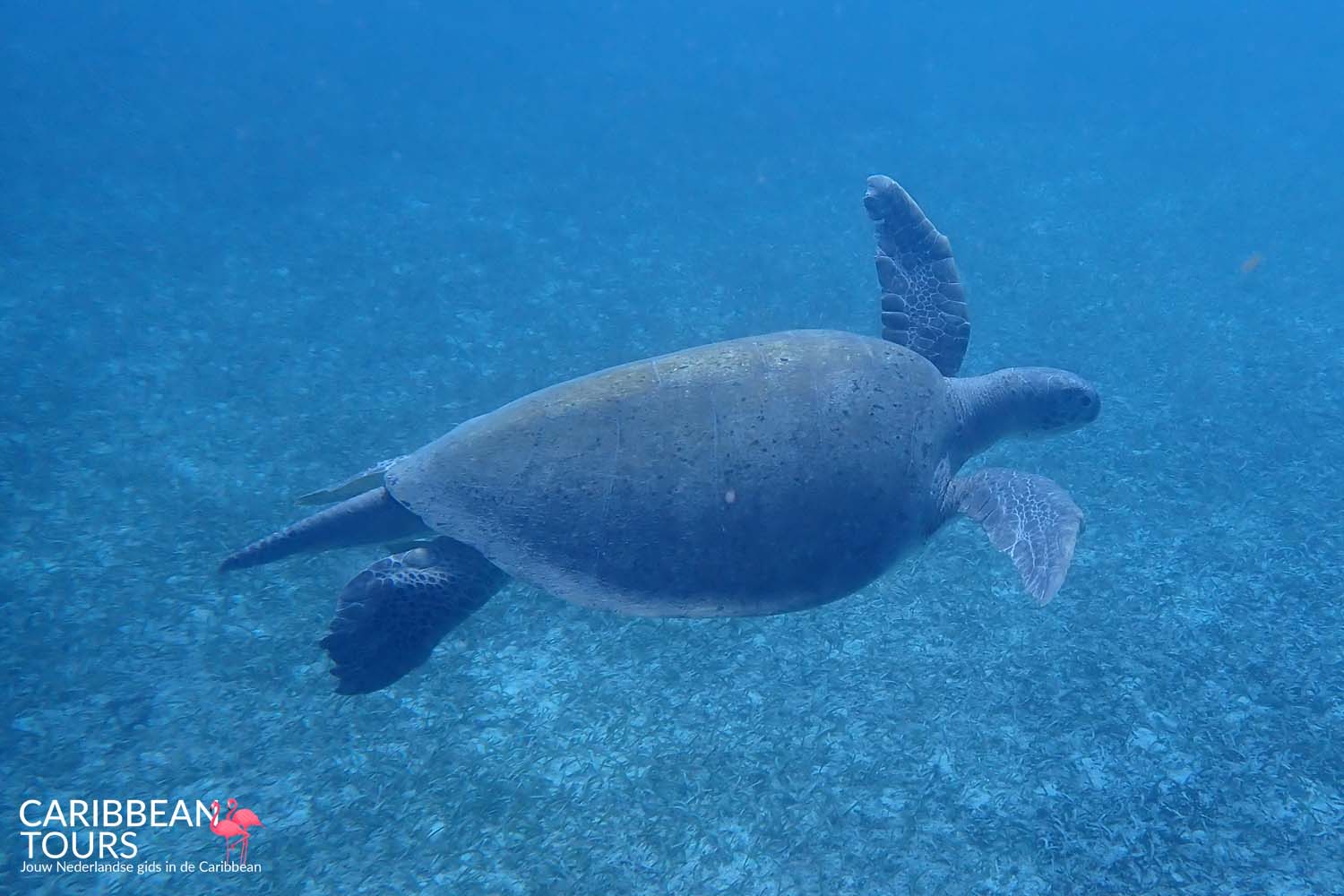 Seascooter Schildpadden Snorkeltour