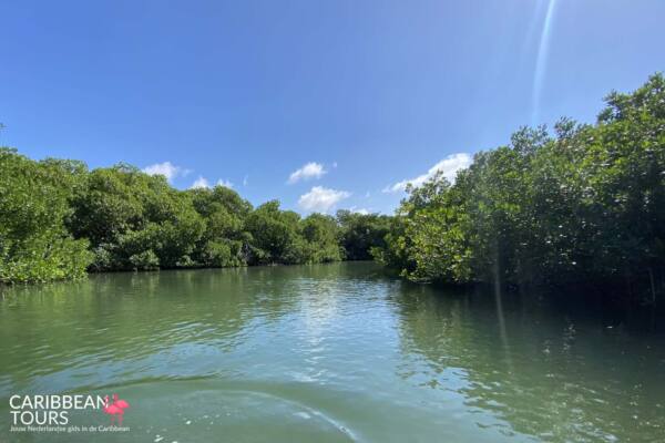 Mangrove Bonaire Kajak Tour